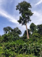 Malaysia. Taman Negara Nationalpark. 