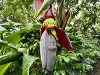 7. Tag – Besuch der Kaffeeplantage Lluvia de Gloria – Bananenstaude