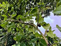 7. Tag – Besuch der Kaffeeplantage Lluvia de Gloria – Luftkartoffel