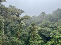 8. Tag – Monteverde – Hängebrückenwanderung durch den Nebelwald