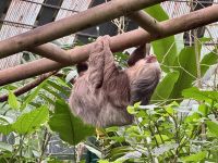 8. Tag – Monteverde – Zweizehenfaultiere in der Faultier-Auffangstation