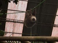 8. Tag – Monteverde – Zweizehenfaultiere in der Faultier-Auffangstation