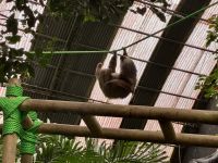 8. Tag – Monteverde – Zweizehenfaultiere in der Faultier-Auffangstation