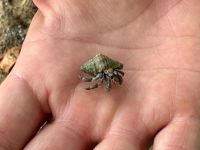 10. Tag – Von Osa nach Drake Bay – Kleine Wanderung zum Cocolito Beach – Einsiedlerkrebs