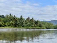 11. Tag – Erholung an der Drake Bay – Abfahrt zur Bootstour durch die Mangroven