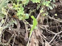 11. Tag – Erholung an der Drake Bay – Bootstour durch die Mangroven – Grüner Leguan