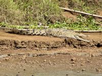 11. Tag – Erholung an der Drake Bay – Bootstour durch die Mangroven – Spitzkrokodil