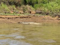 11. Tag – Erholung an der Drake Bay – Bootstour durch die Mangroven – Spitzkrokodil