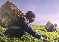 Malaysia. Cameron Highlands. Tee - Ernte