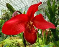 Frauenschuh Orchidee im Botanischen Garten von Singapur