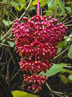 Medinilla Speciosa, Kronleuchterpflanze im Botanischen Garten von Singapur