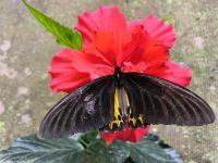 Malaysia. Cameron Highlands. Im Schmetterlingspark