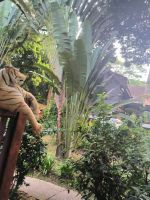 Malaysia. Taman Negara Nationalpark. Tschüss Tiger