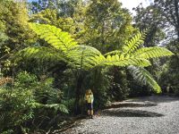 Reisebegleiterin Simone unter einem Baumfarn