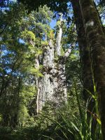 Dieser Kauri hat etwa fünf Meter Stammdurchmesser