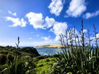 Bei Opononi, Sanddüne im Hintergrund ist das was nach den Rodungen noch übrig blieb