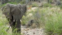 Südafrika - Kruger Nationalpark - und wieder Elefanten