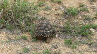 Südafrika - Kruger Nationalpark - Leopardenschildkröte