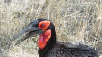Südafrika - Kruger Nationalpark - Hornrabe