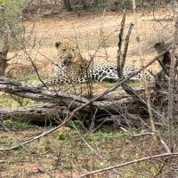 Südafrika - Kruger Nationalpark - Leopard