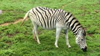 Südafrika - Pirschfahrt im Addo Elephant Park - Zebra