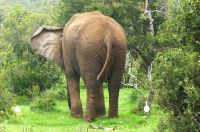 Südafrika - Pirschfahrt im Addo Elephant Park