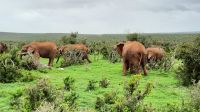 Südafrika - Pirschfahrt im Addo Elephant Park - schon wieder Elefanten