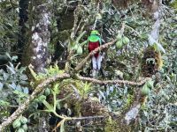 14. Tag – Im Tal von San Gerardo de Dota – Auf der Suche nach dem Göttervogel Quetzal