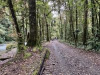 14. Tag – Im Tal von San Gerardo de Dota – Zweite Wanderung entlang des Río Savegre