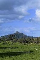 Landschaft der Nordinsel mit Schaf