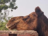 Kamel Aufzuchtstation (22)