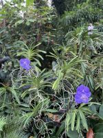 Im Botanischen Garten Singapur´s