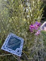 Im Botanischen Garten Singapur´s