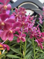 Im Botanischen Garten Singapur´s