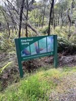 Weg zum 2. größten Kauri