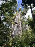 2. größter Kauri
