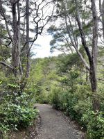 Bushwalk