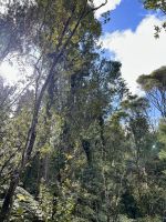Bushwalk