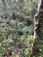 Bushwalk