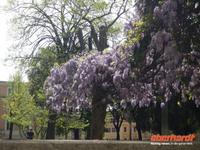 Blühender Blauregen