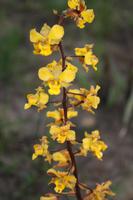 wilde Orchideen
