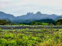 Landschaft der Coromandel Halbinsel