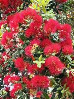 Die Blüten des Pohutukawa erinnern an Weihnachtskugeln