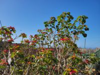 Weihnachtsstern/La Gomera/Kanaren