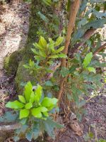 Lorbeer/Nebelwald bei Las Hayas/Garajonay Nationalpark/La Gomera/Kanaren