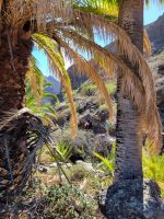 Barranco de Guarimiar/La Gomera/Kanaren
