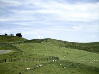 Hügel und Schafe - typisch Neuseeland