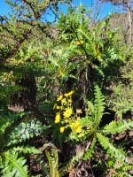 Gänsedisteln/La Gomera/Kanaren