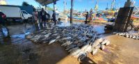 12 Fischmarkt mit Thunfischfang