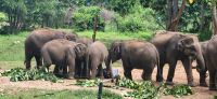 215 Udawalawe Elephant Transit Home